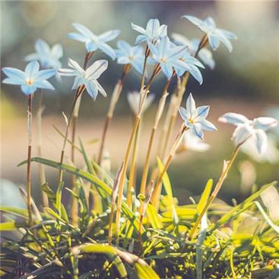 2023澳门资料大全正版下载手机版